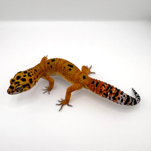 ブラッドhetトレンパー