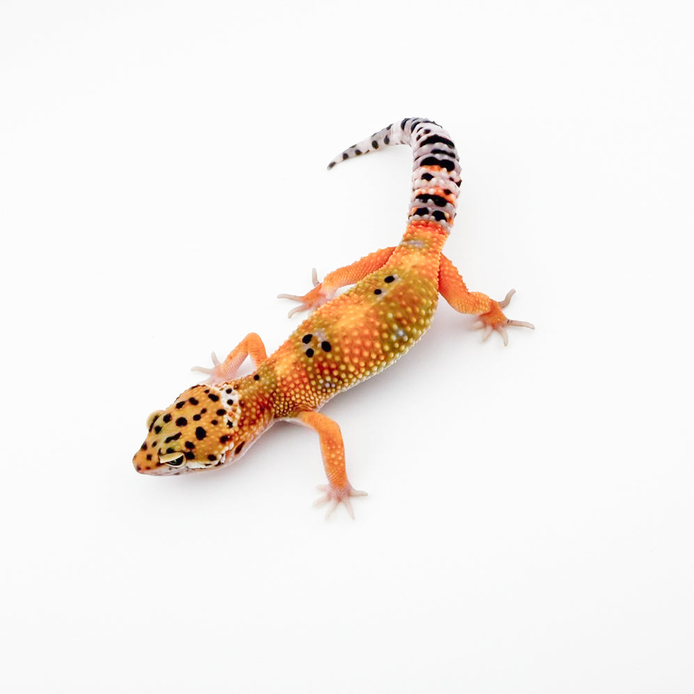 ブラックブラッドhetラプター