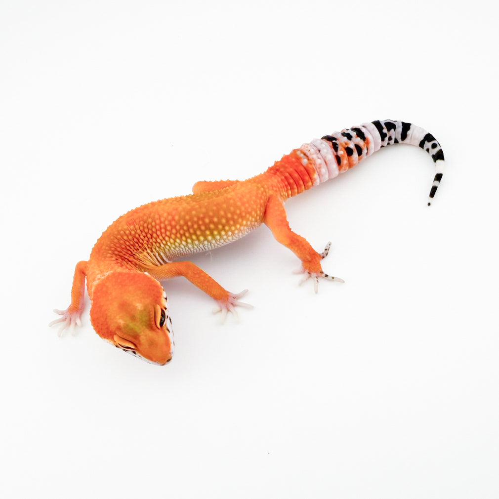 ブラッドhetトレンパー