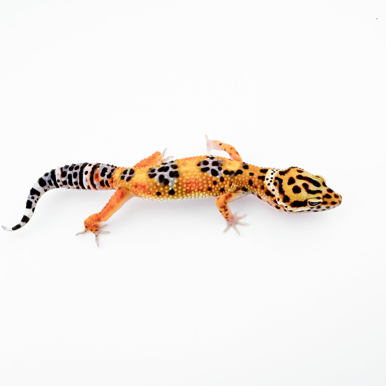 ブラッドhetラプター