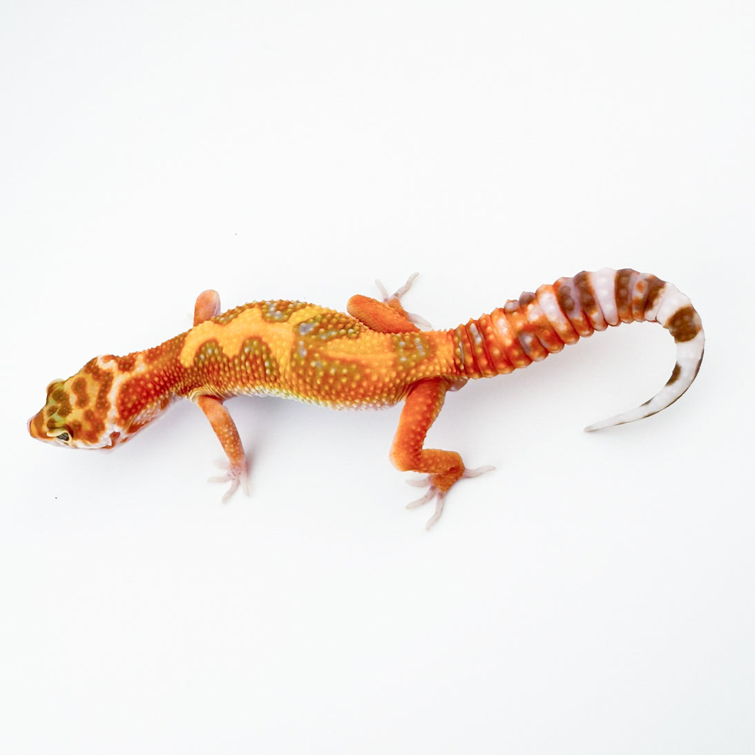 レッドダイヤコッパートレンパー