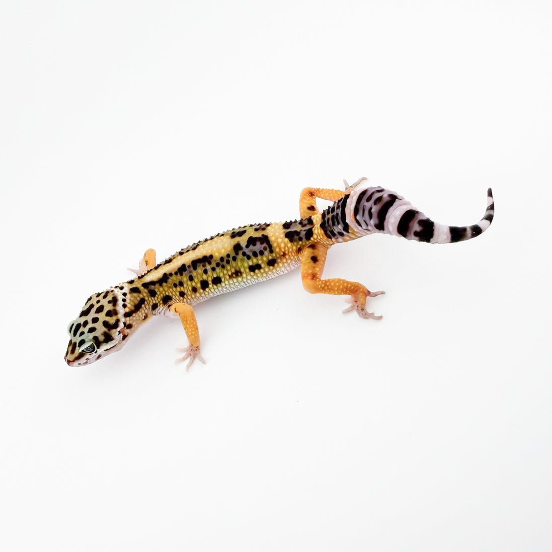 ブラックナイトHXクロスhetエクリプス