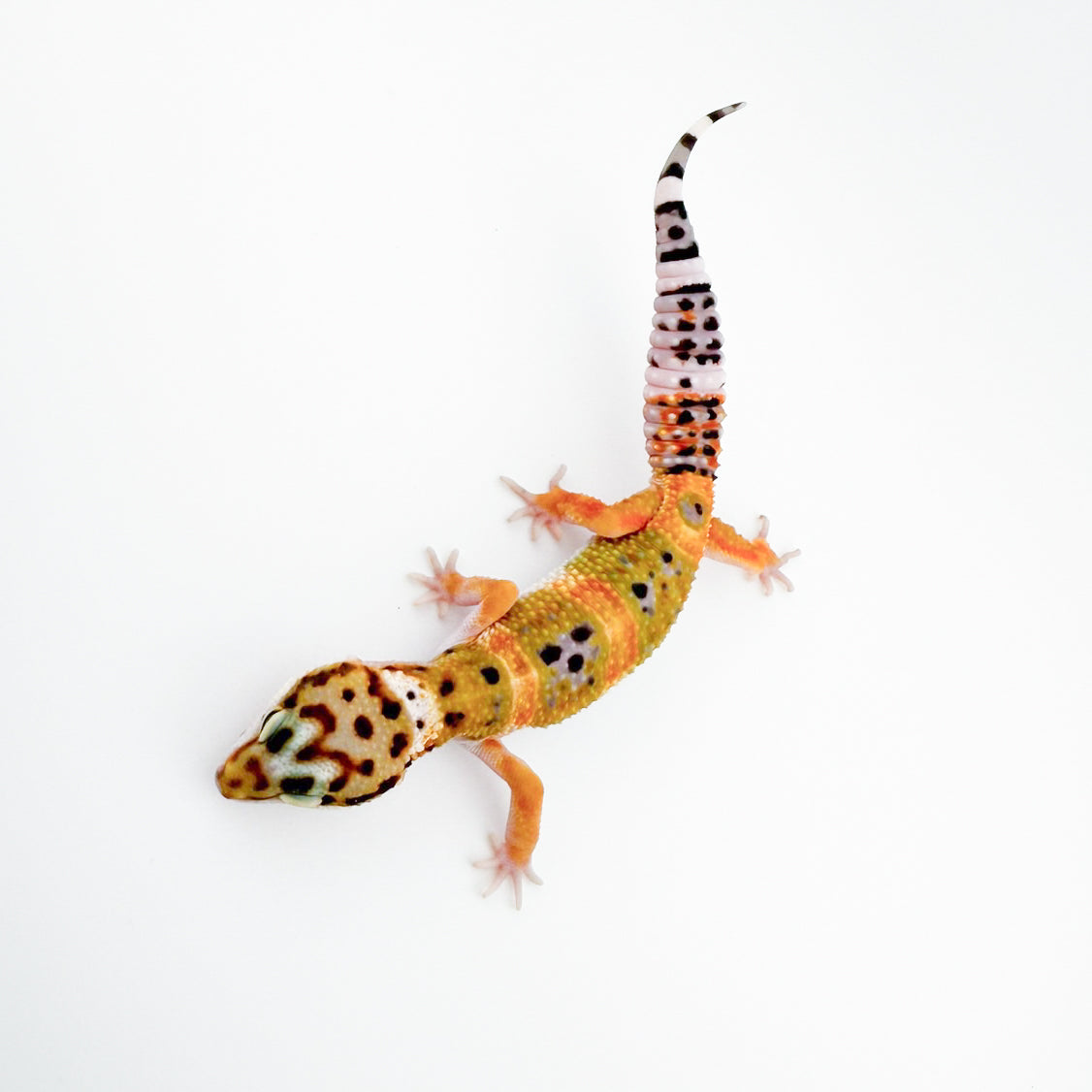 ブラックナイトクロス