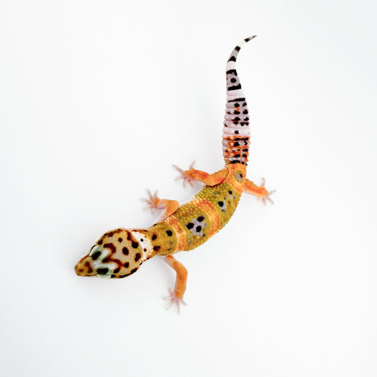 ブラックナイトクロス