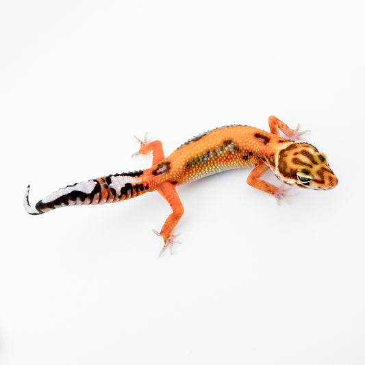 ブラッドトレンパー