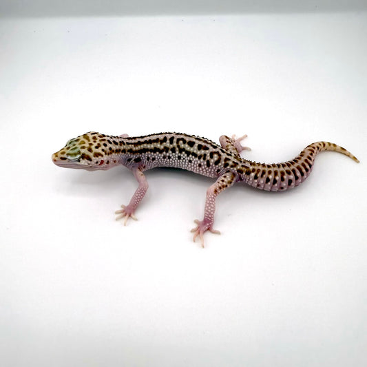 スーパースノーベル