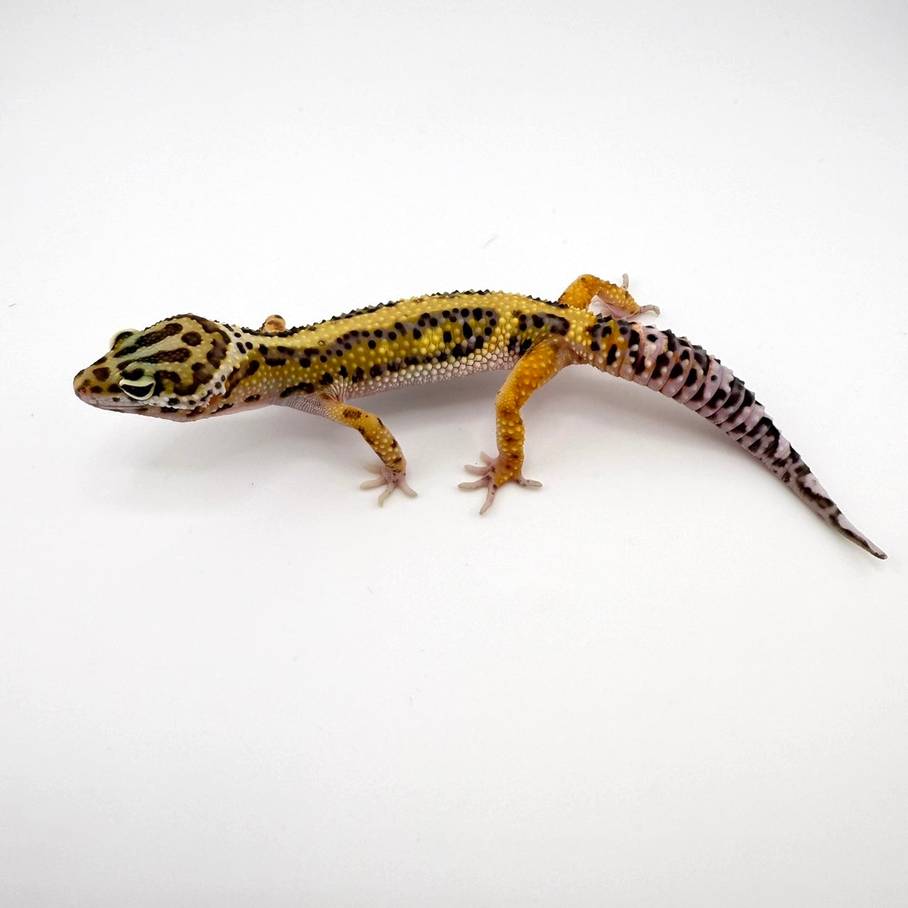 ボールドストライプ