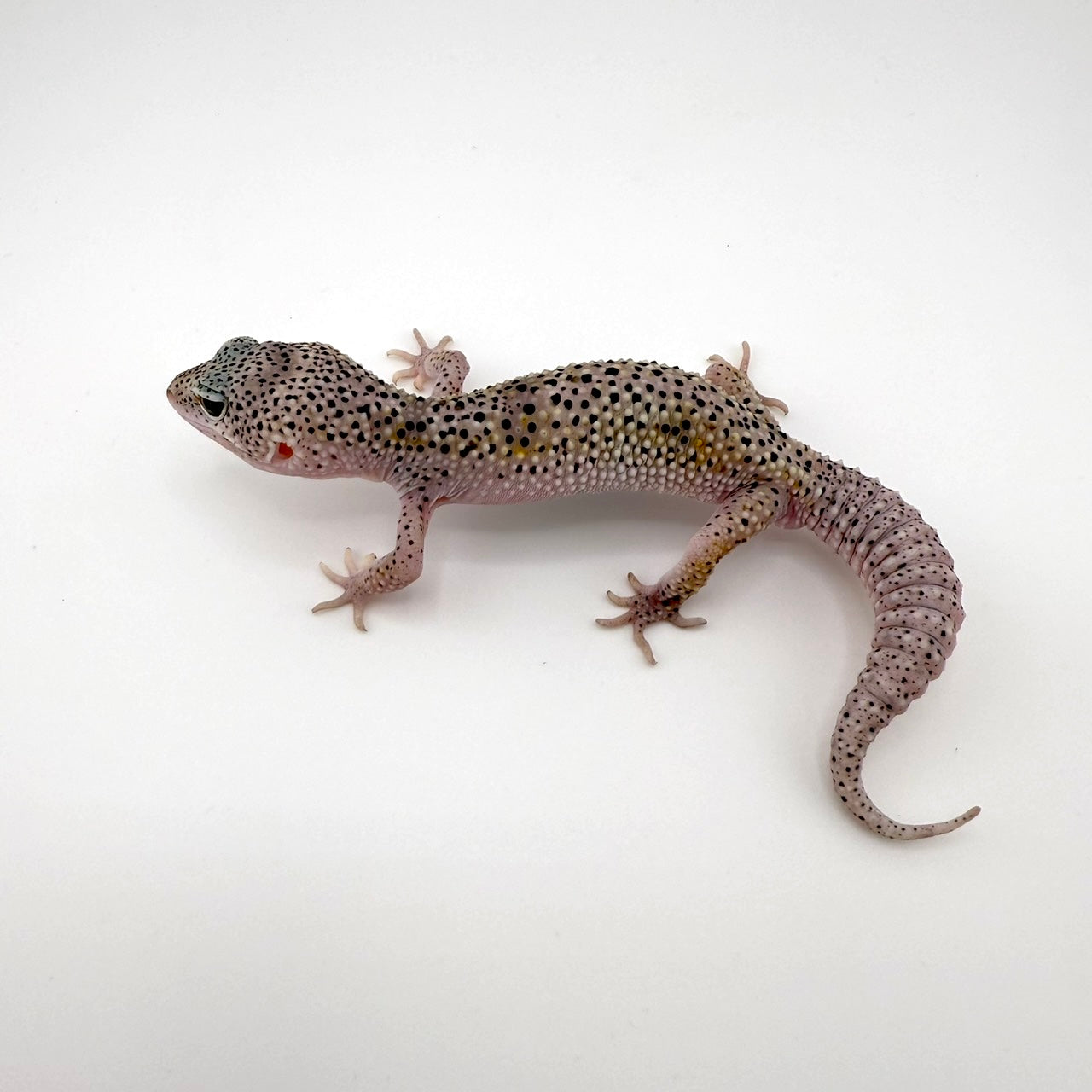 スノーエニグマ