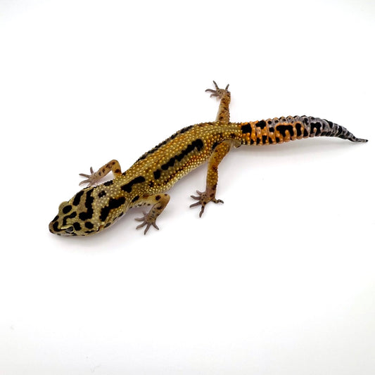 タンジェリンボールドクロス