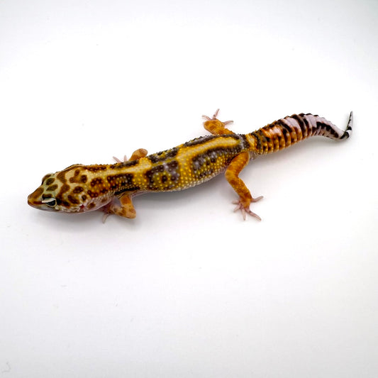 レッドダイヤクロストレンパー