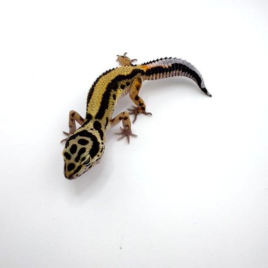 ボールドストライプ