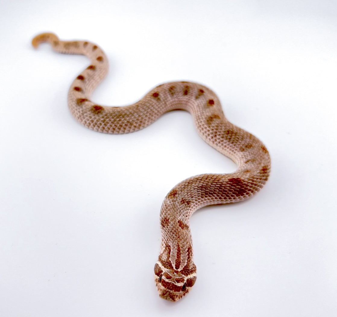 グリーンゴブリン