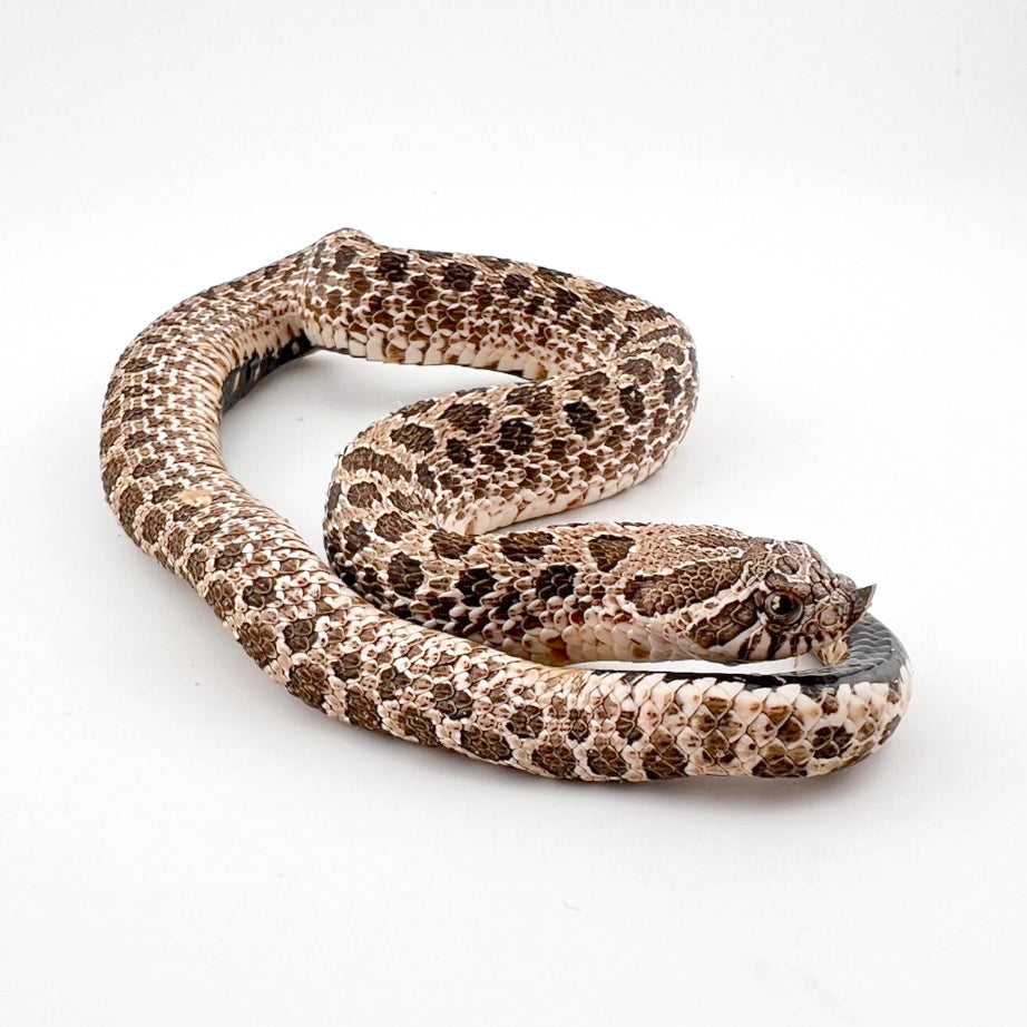 アークティックhetトフィー