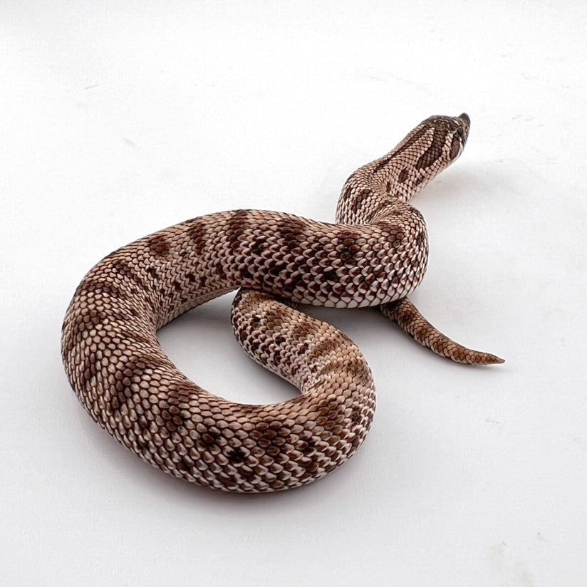 アークティックコンダ