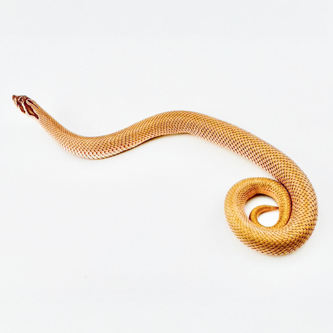 スーパーコンダhetアルビノ