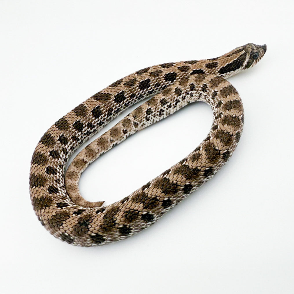 アザンhetスノー