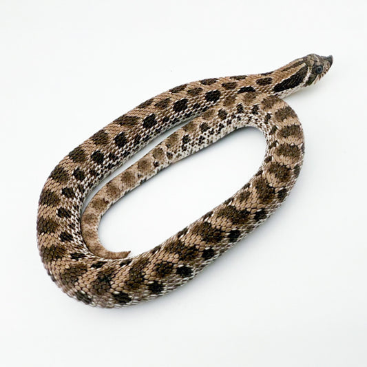 アザンhetスノー