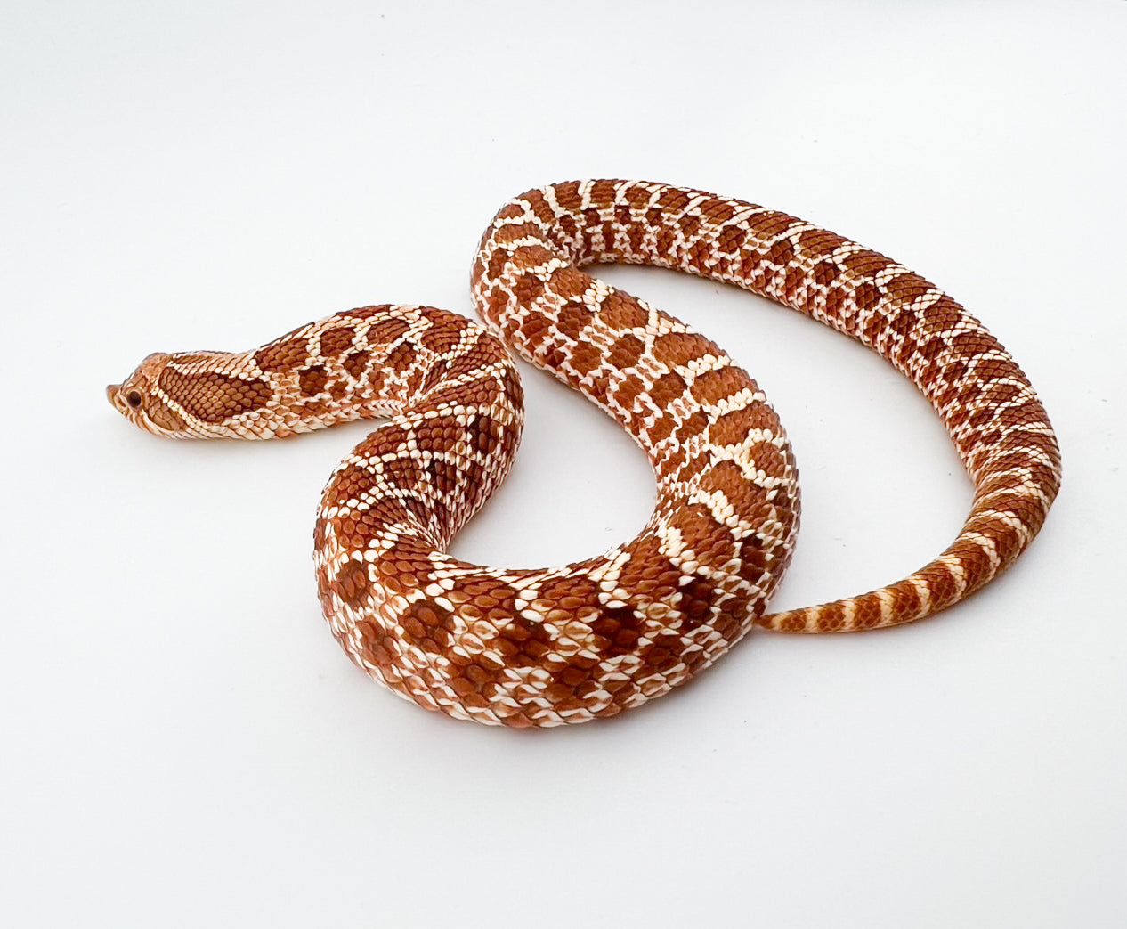 ハイポhetゴースト