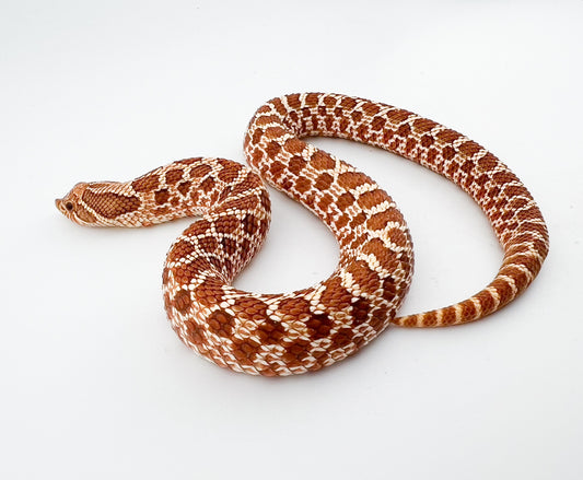 ハイポhetゴースト