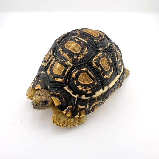 ヒョウモンリクガメ