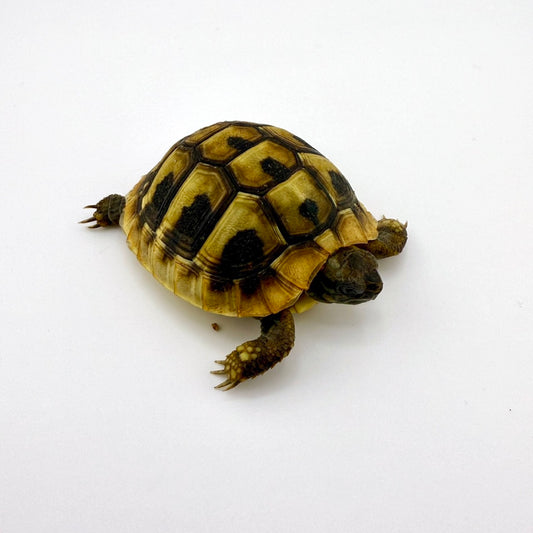 ヘルマンリクガメ